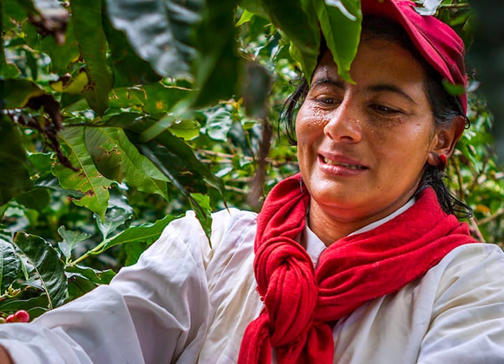 El futuro del café