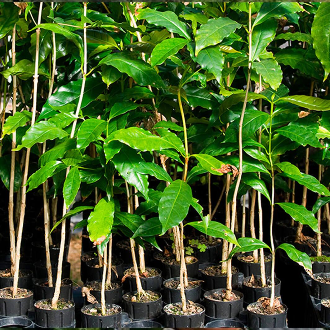 Haciendo que las plantas de café sean resistentes al cambio climático para asegurar el futuro