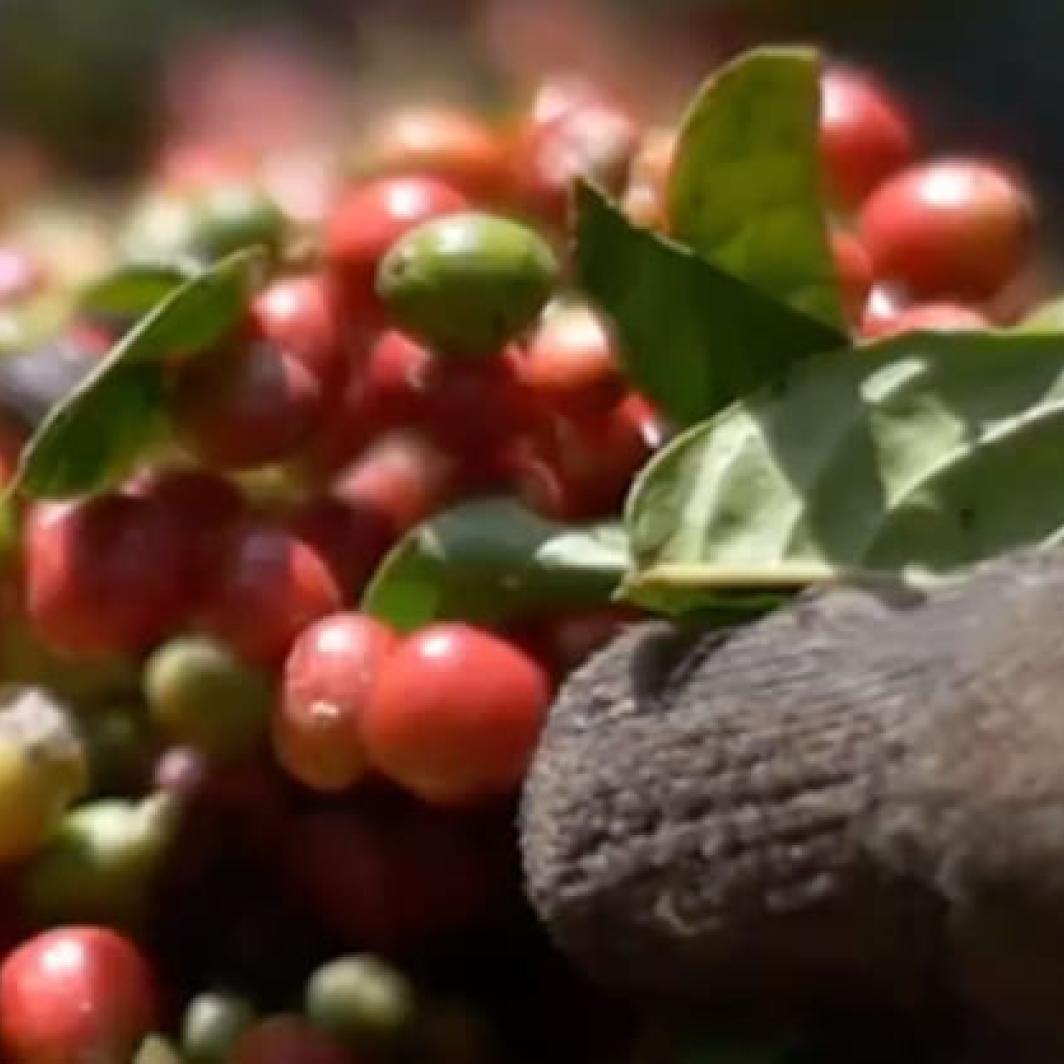 Cultivado con respeto