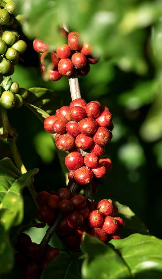 agricultura regenerativa de nescafé