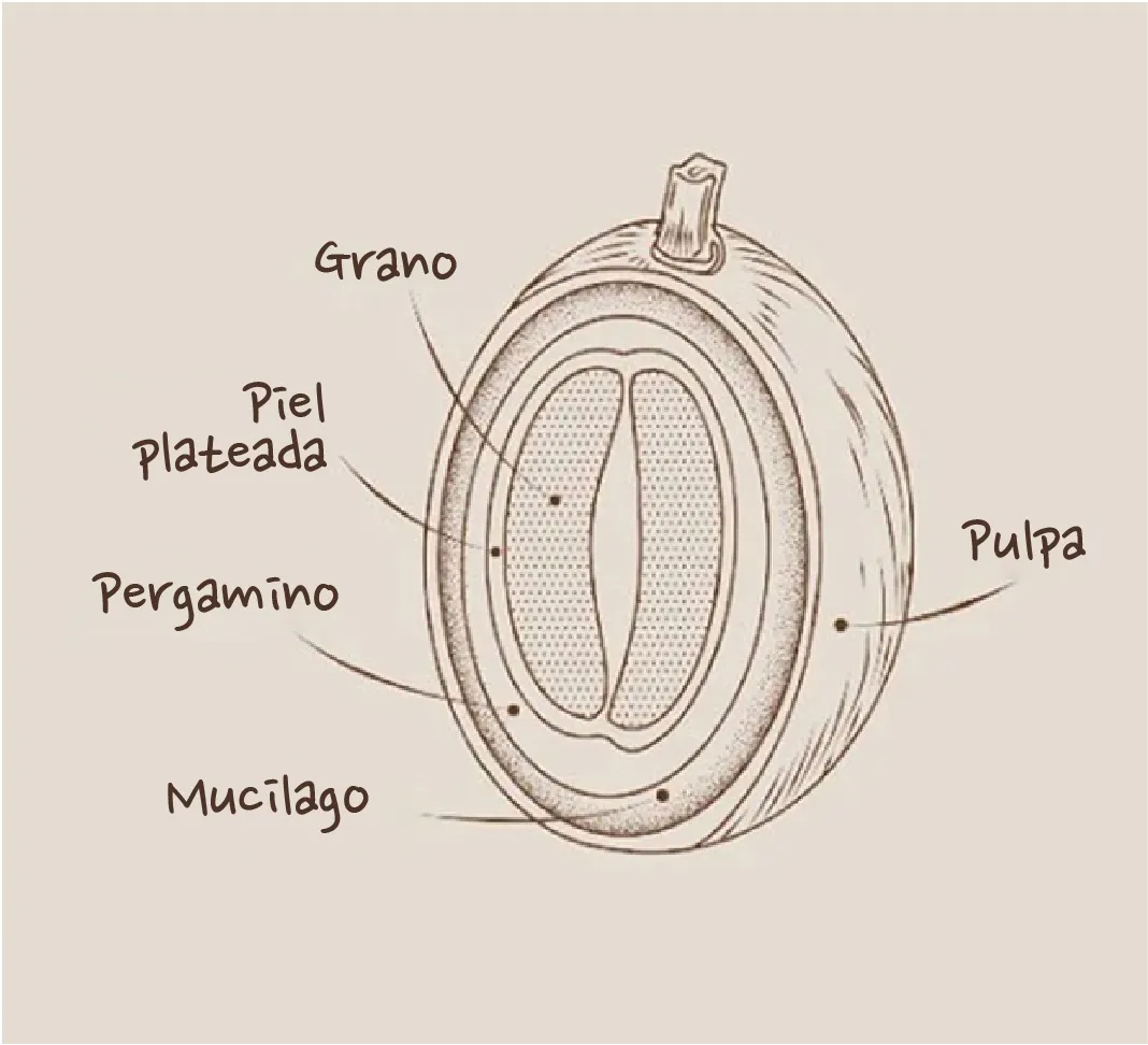 Extracción