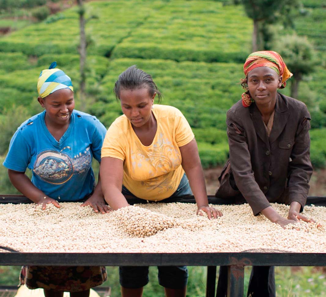 Kaffeesetzlinge mit Bäumen im Hintergrund