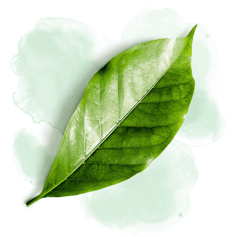regenerative landwirtschaft und kaffee