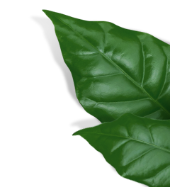 coffee leaf