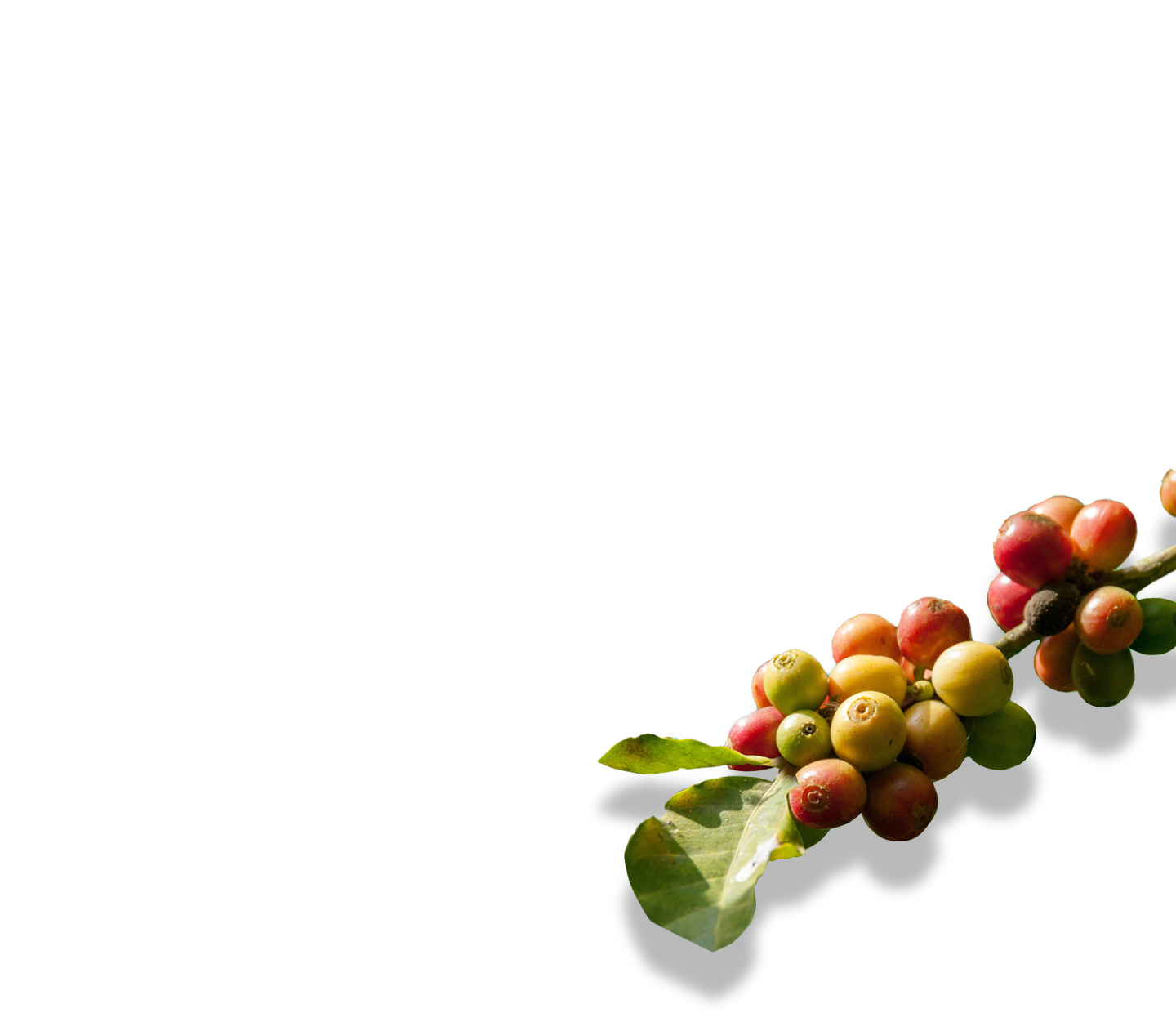 Coffee cherries on a branch