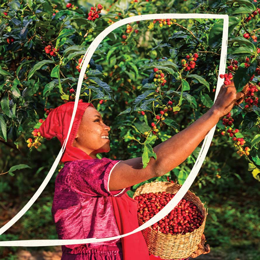 woman collecting coffee beans