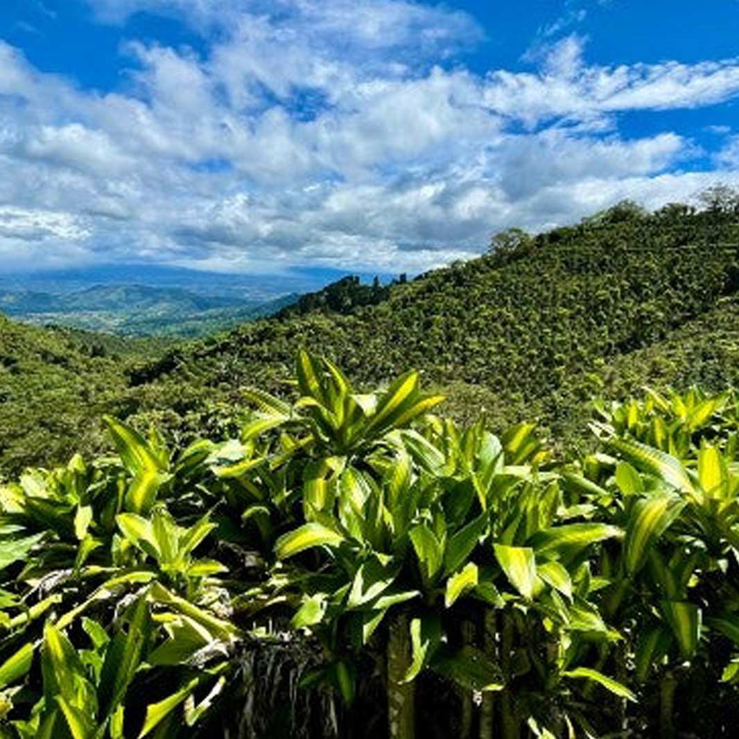 Where is coffee grown?