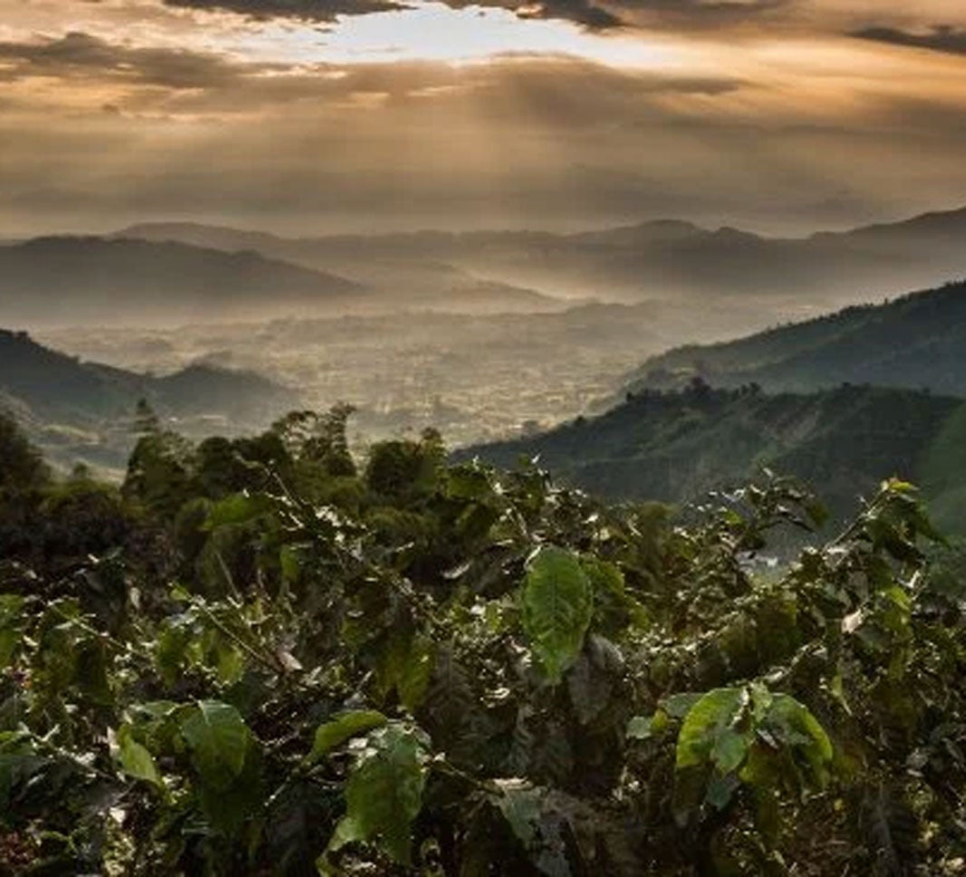 Coffee plantation landscape