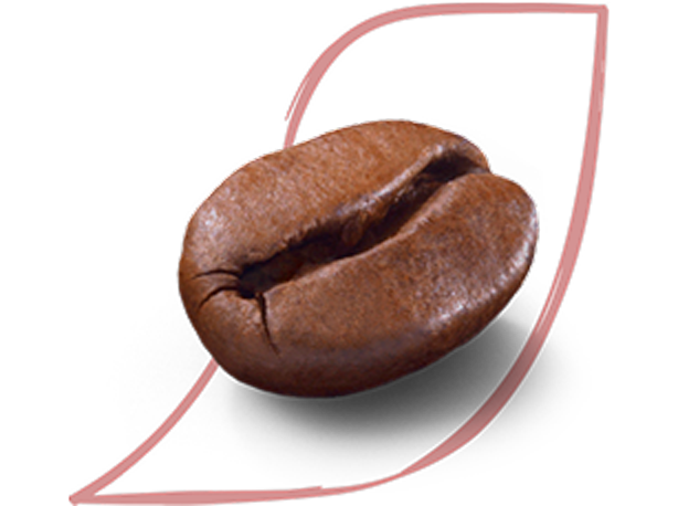 Image of coffee bean