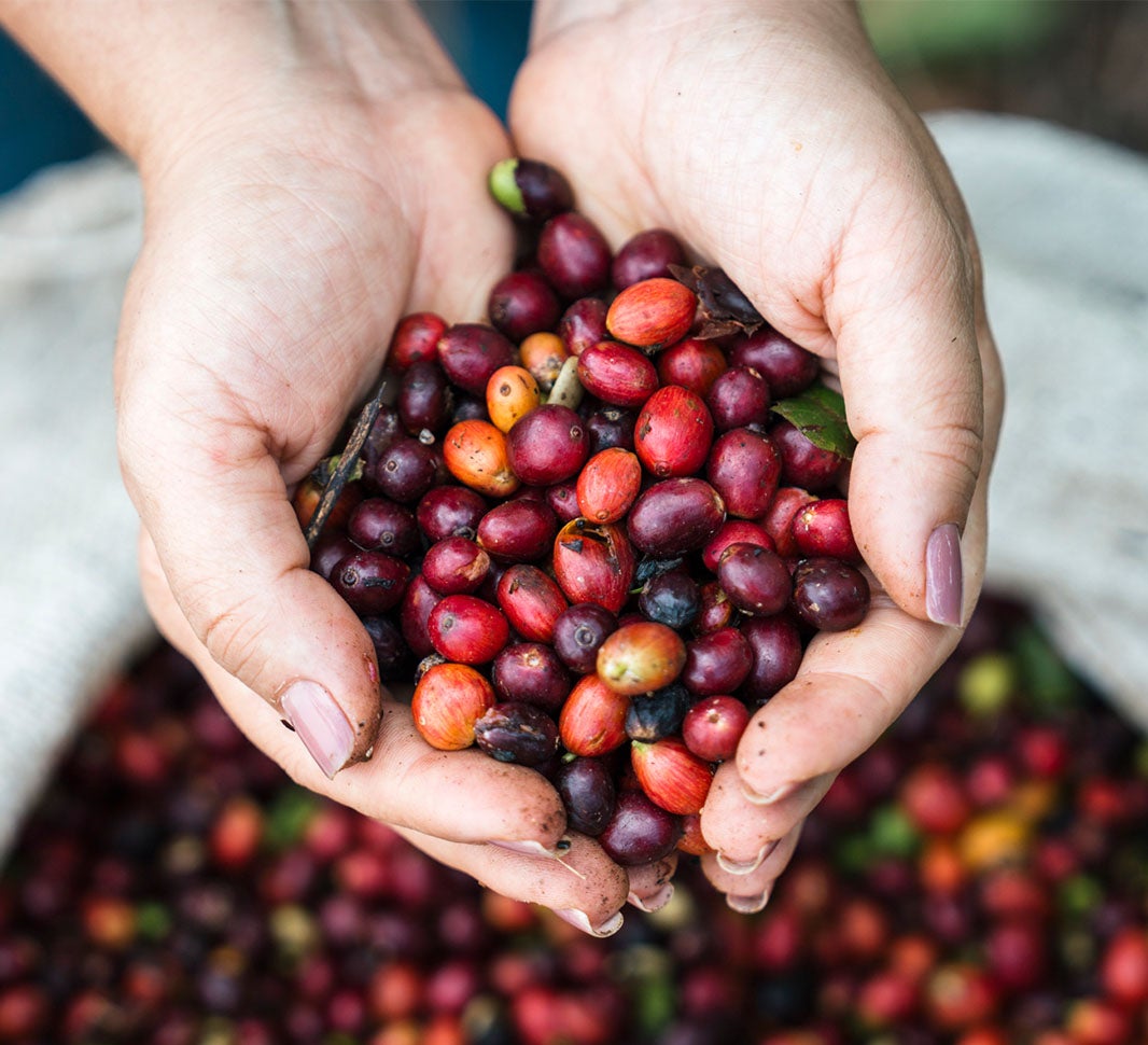 Hands holding fresh coffee cherries