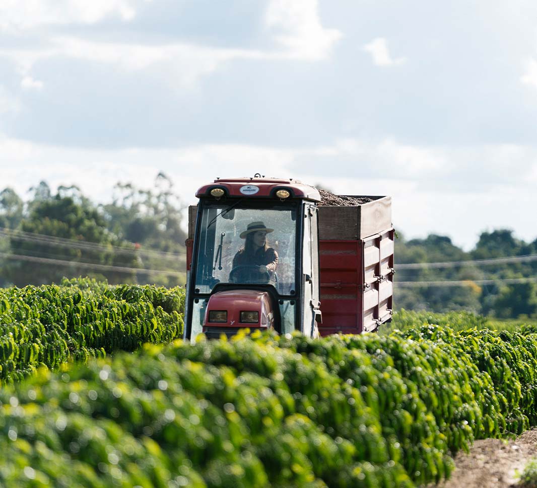 Coffee farming