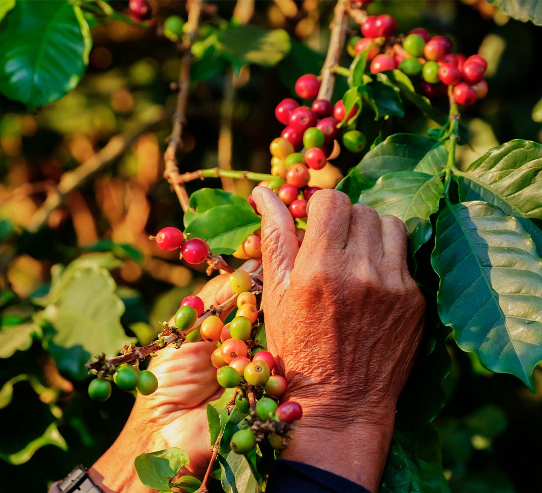 Hand picking coffee cherries from coffee tree