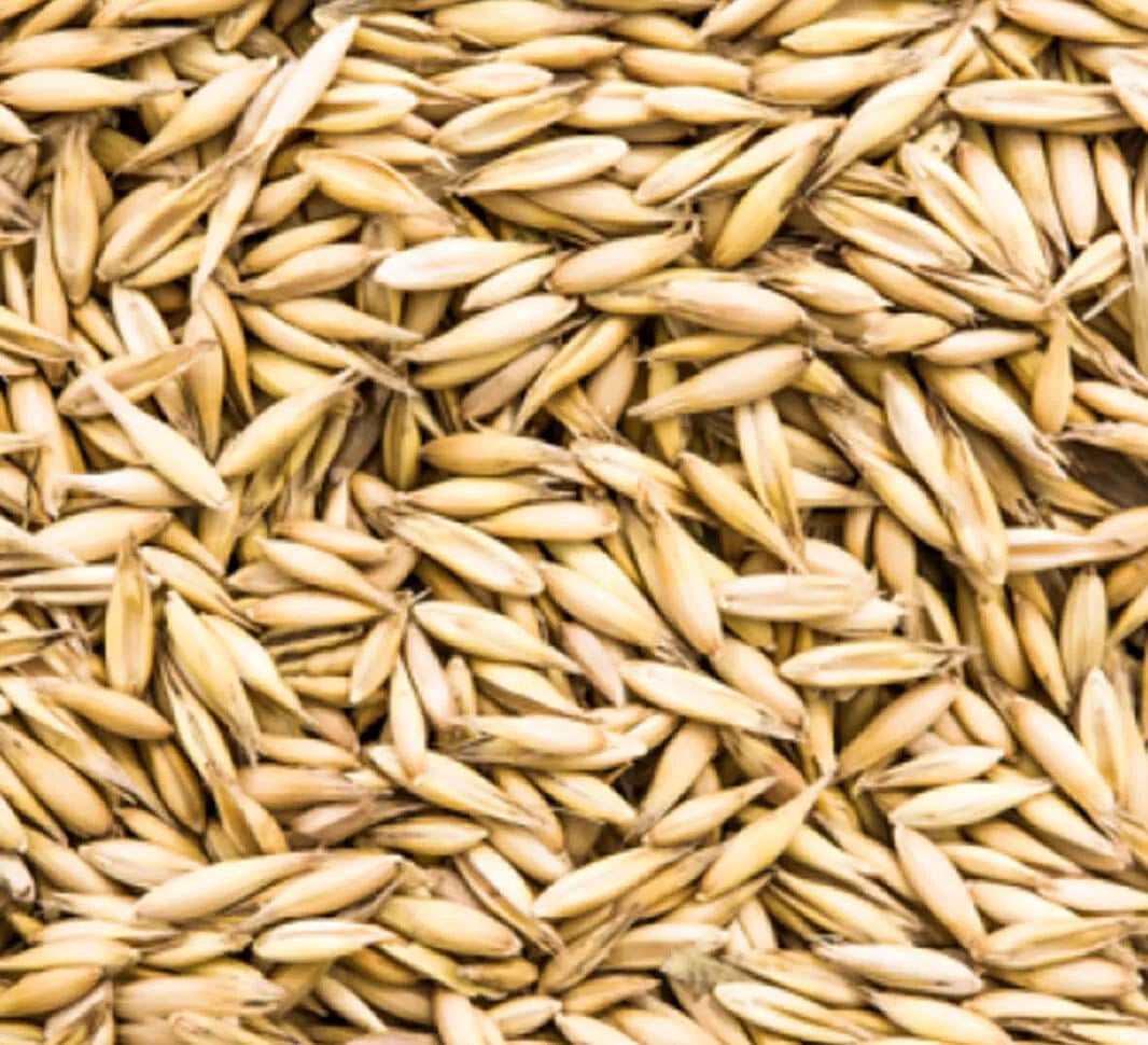 Close-up of oat grains.