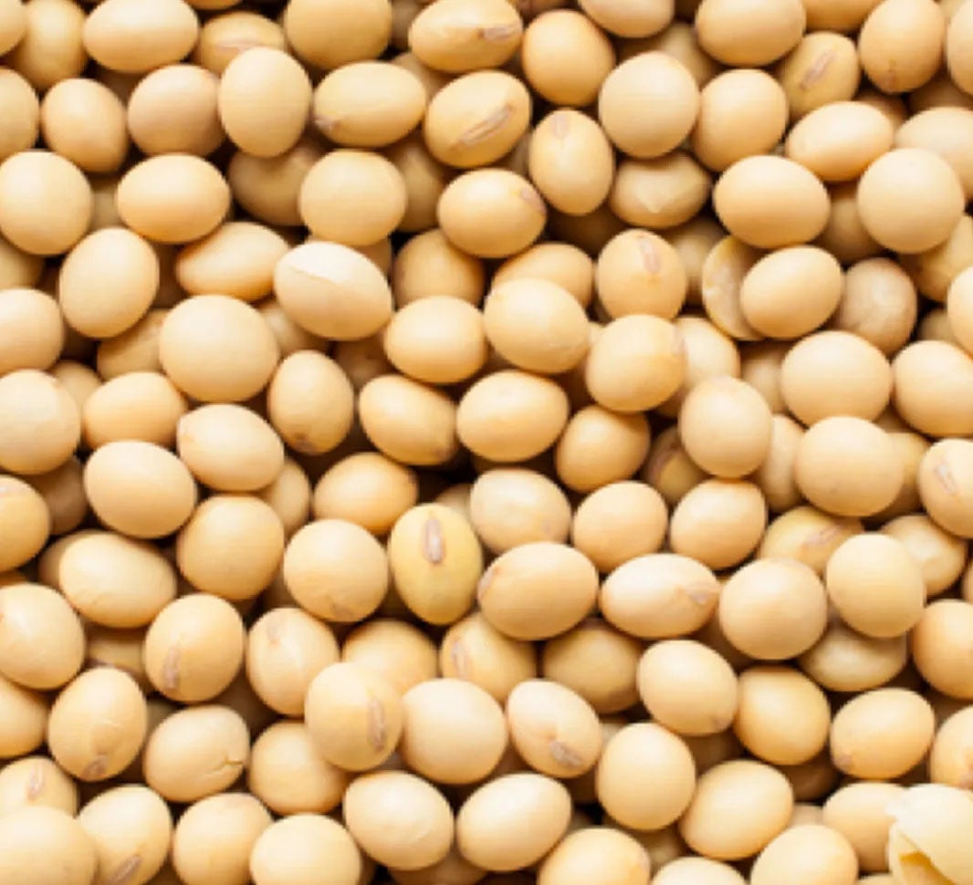 Close-up of soybeans