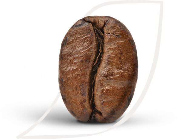 A single roasted coffee bean with a visible center crease
