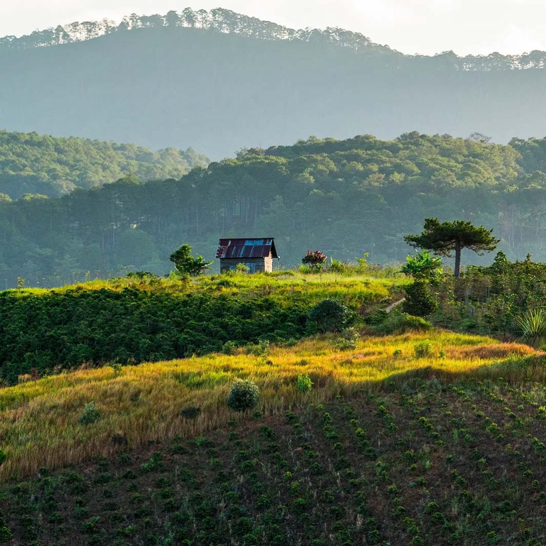 Best Arabica Coffee Growing Regions