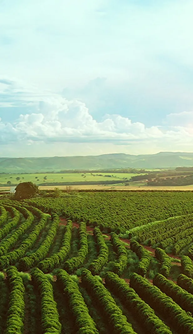 Rows of green crops stretch across a large agricultural field, with rolling hills and a cloudy sky in the distance.