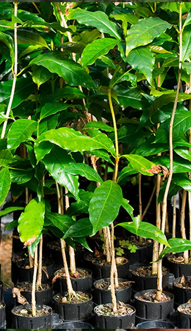 Young tree seedlings growing in black nursery pots