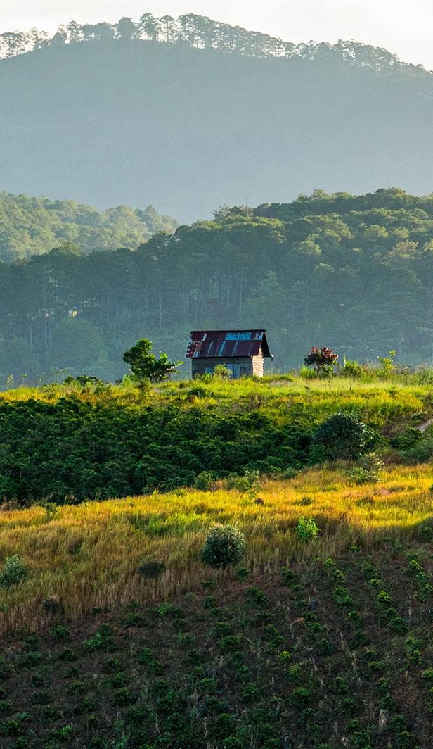 Coffee farming