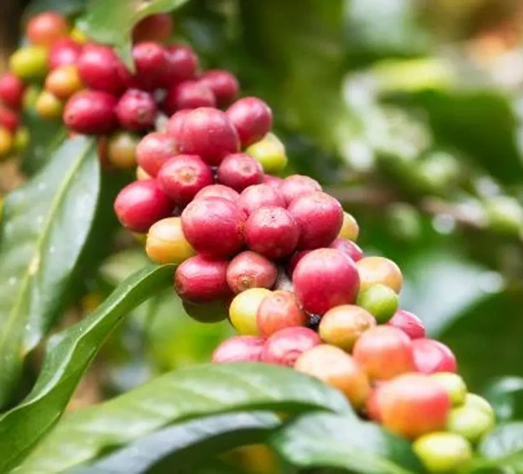 Coffee cherries in a bush
