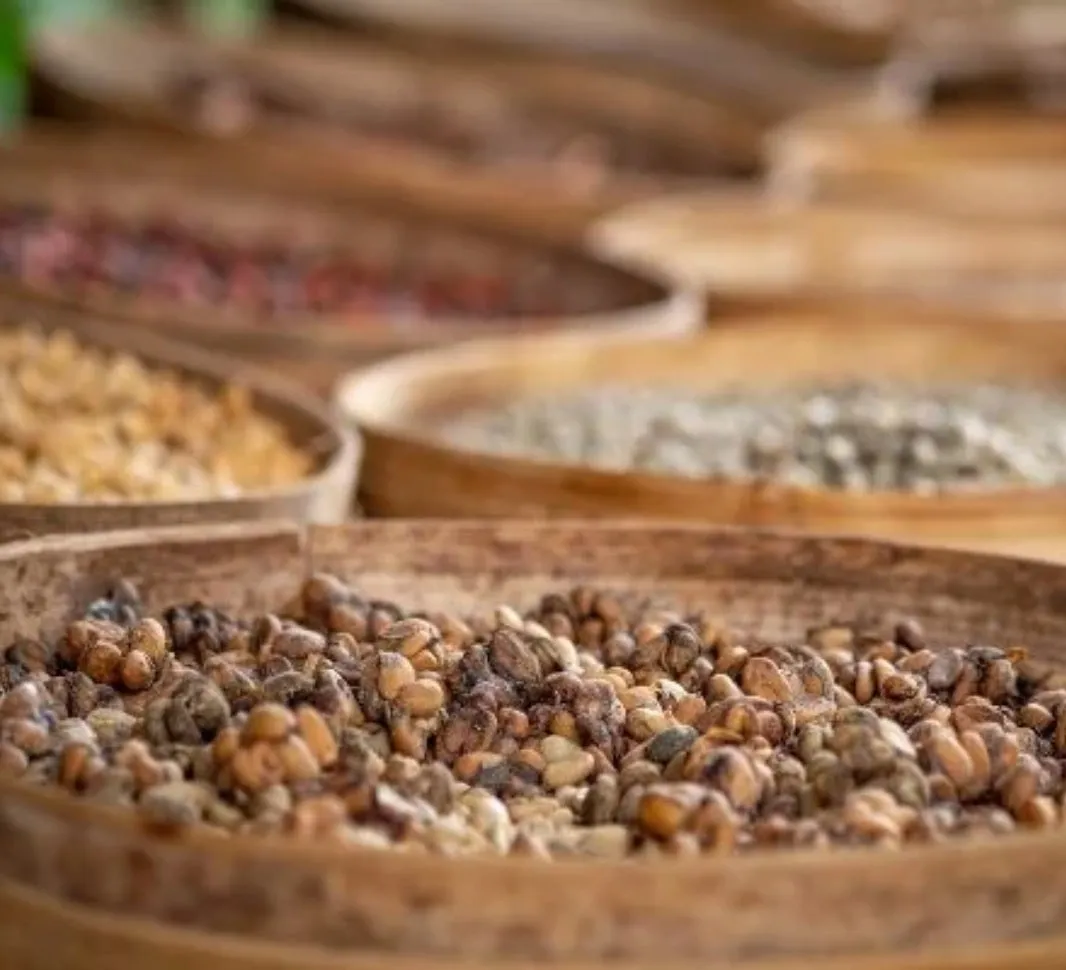 Dried coffee beans