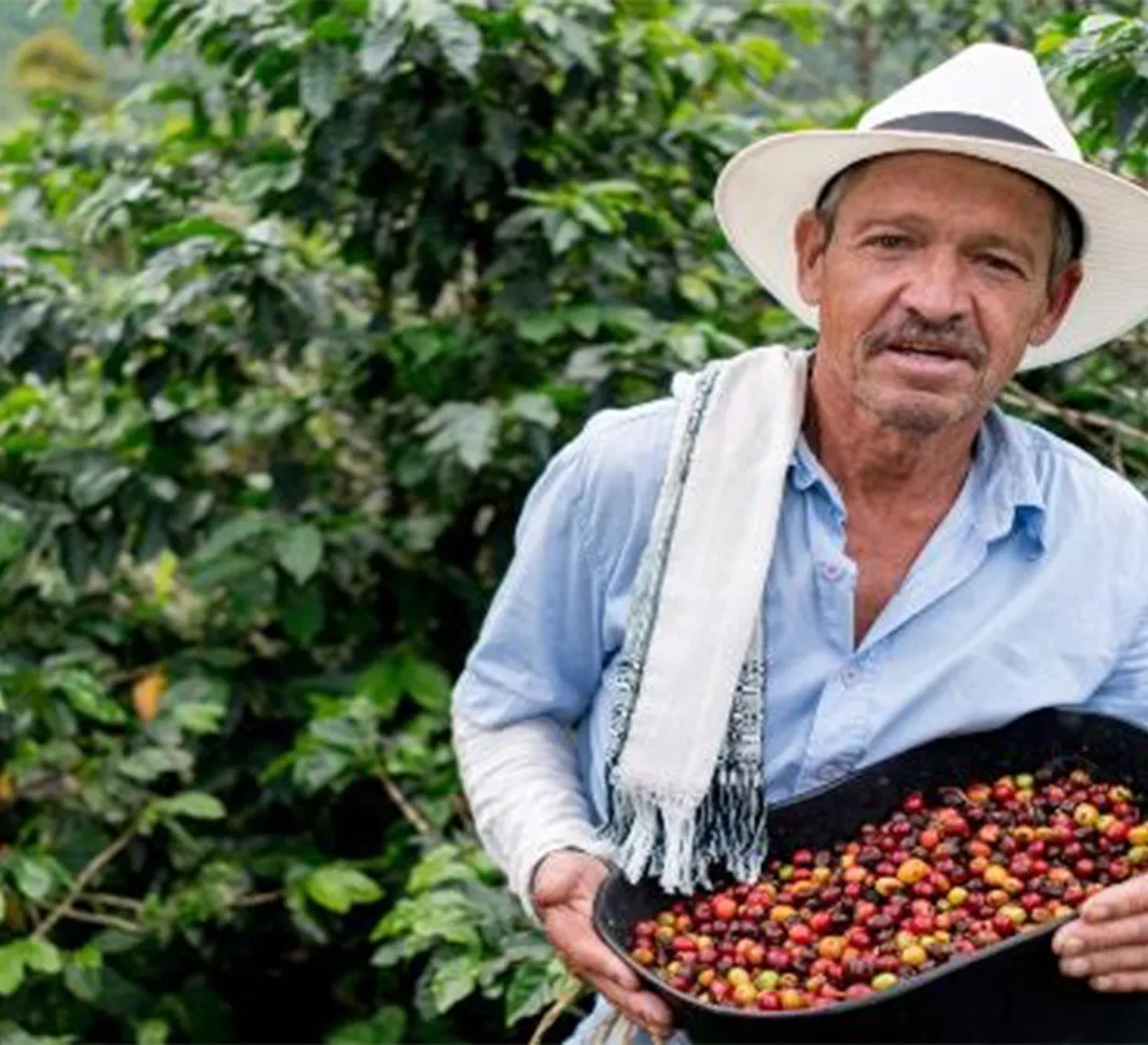 Peru coffee growing