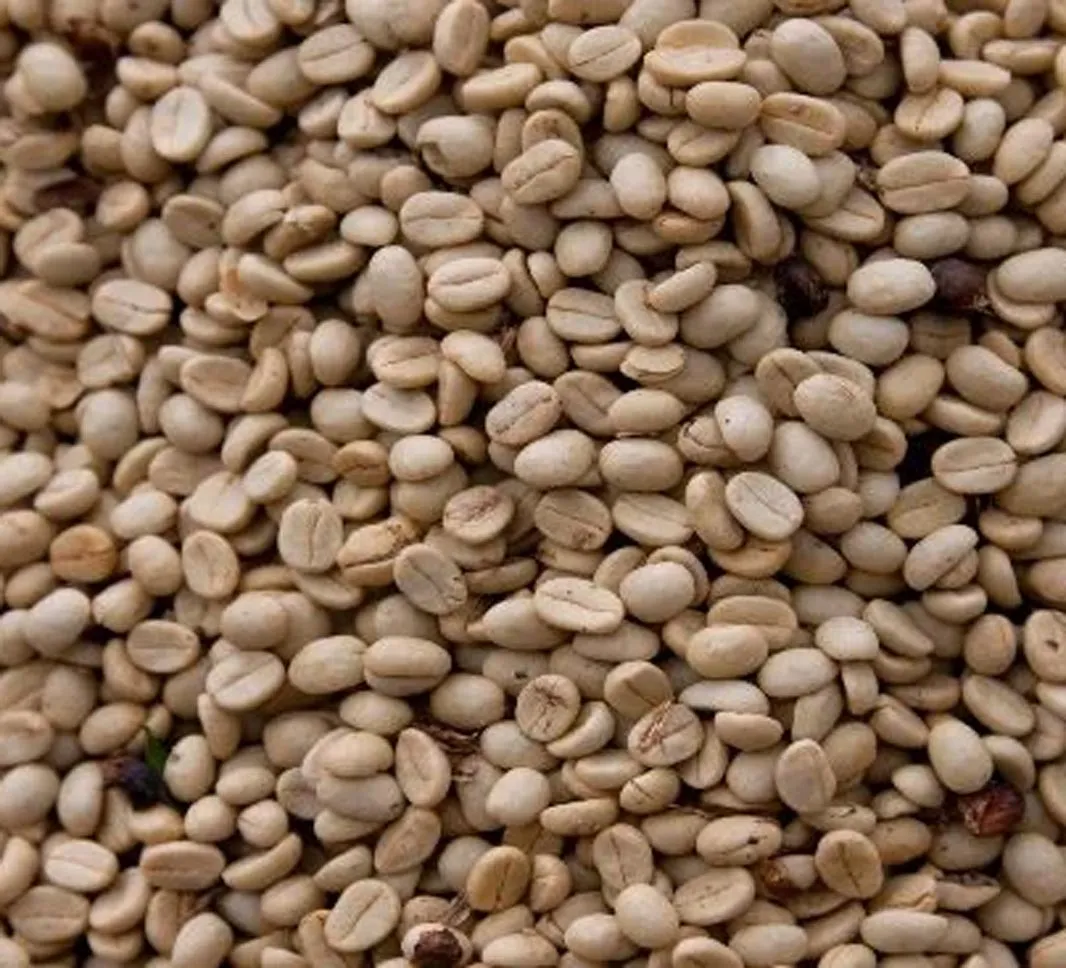Robusta coffee beans