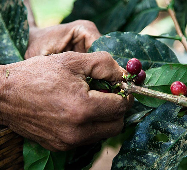 Šviesesnė ateitis kiekviename puodelyje