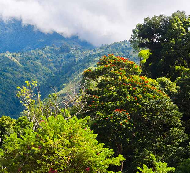 Jamaikas Blue Mountain kafija