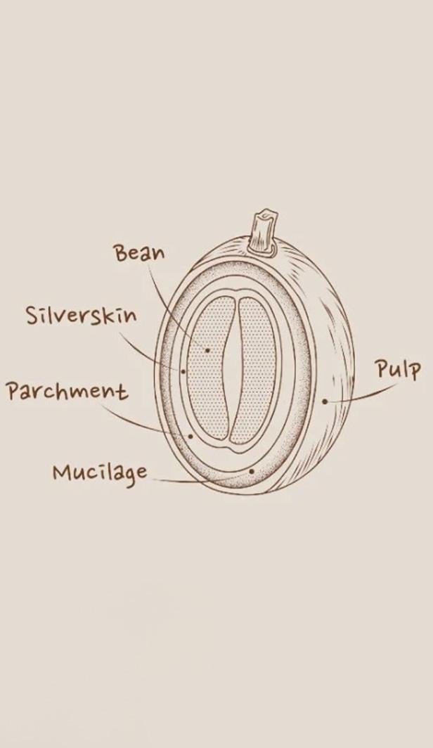 Kohviröstide tüübid
