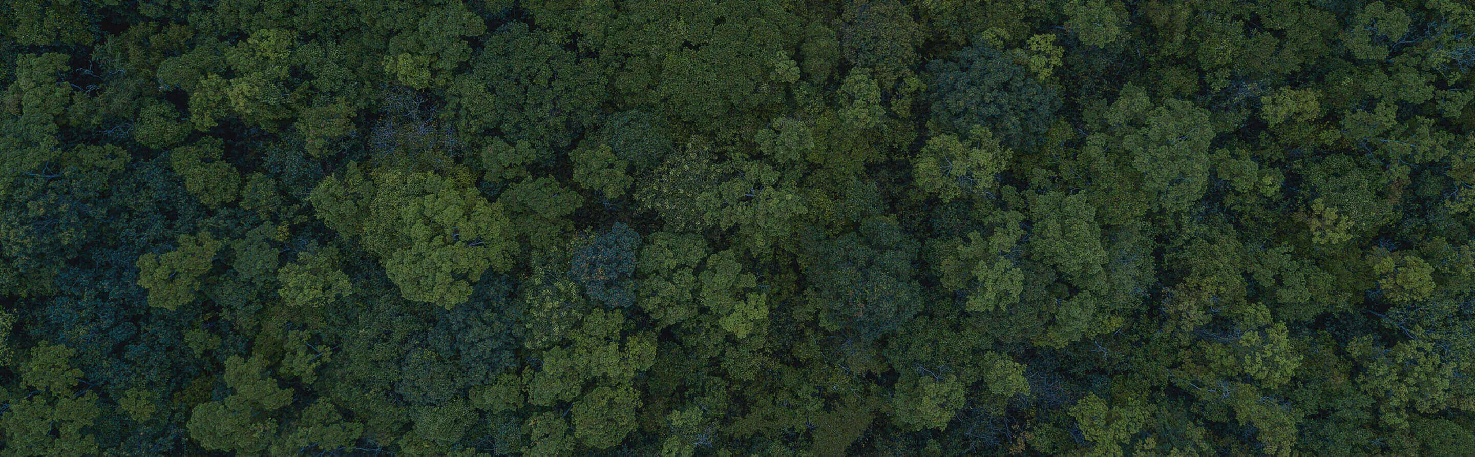 „nescafé“ tvarumo pažadas