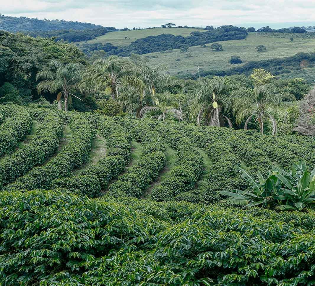 Rangées de plants de café dans une ferme