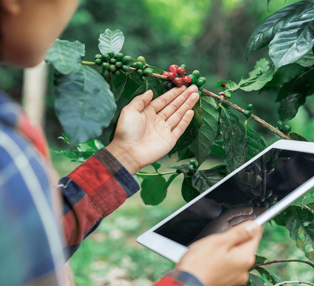 Personne tenant une tablette regardant des cerises de café