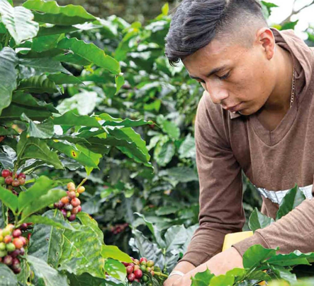Homme s'occupant d'un caféier