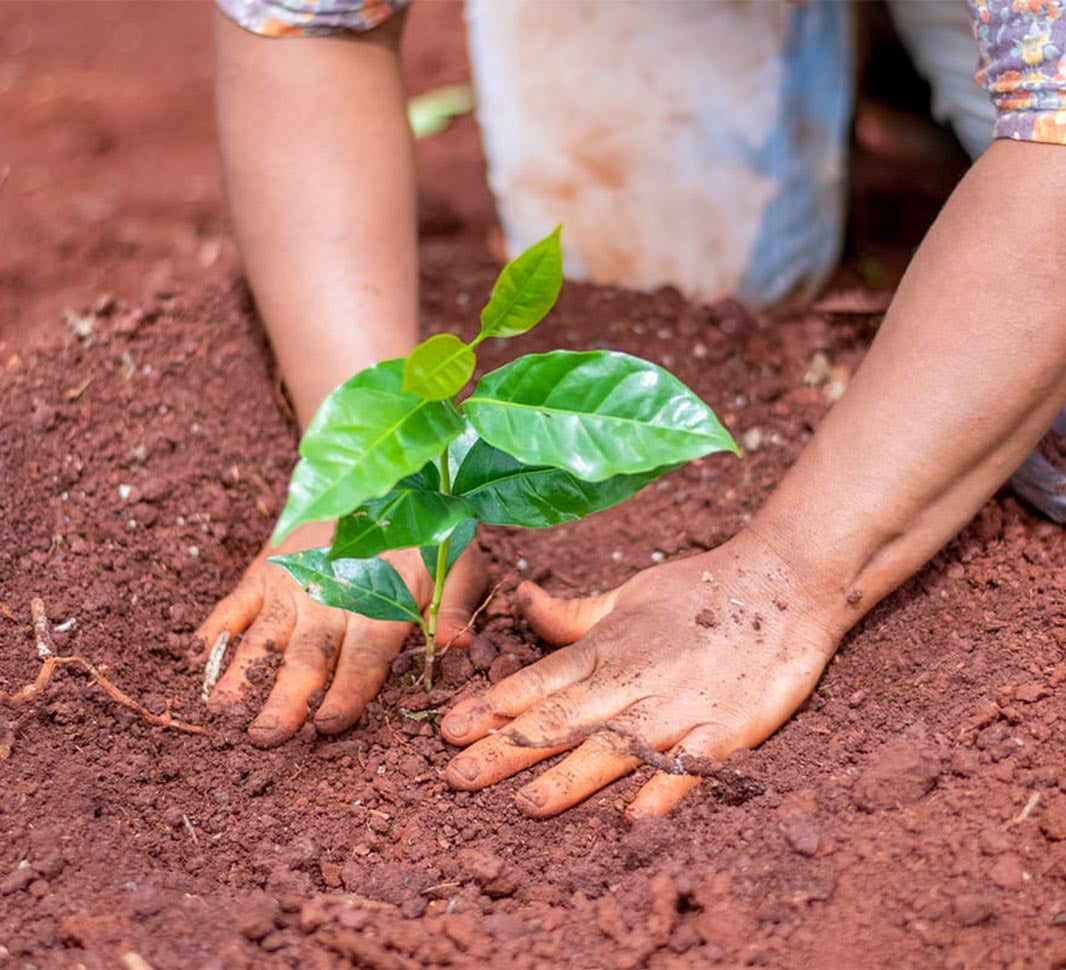 Person planting a zoffee plant