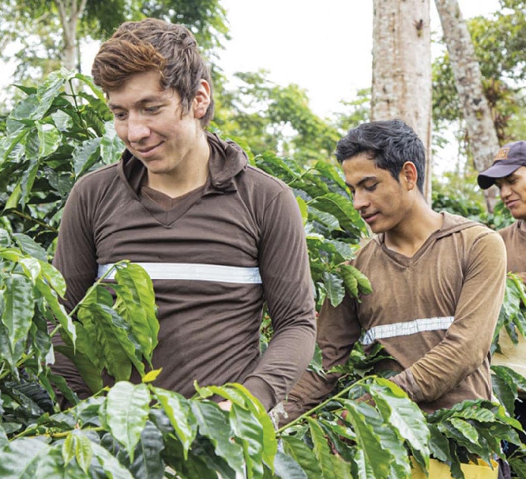 Hommes travaillant dans une ferme de café