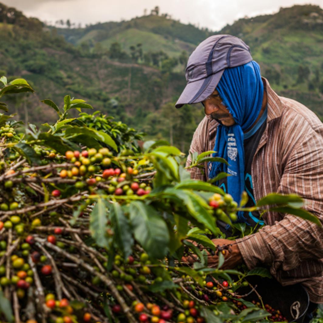 Les origines du café