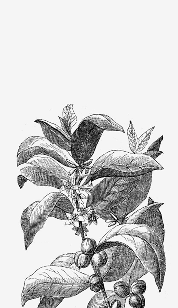 Anecdotes sur le café