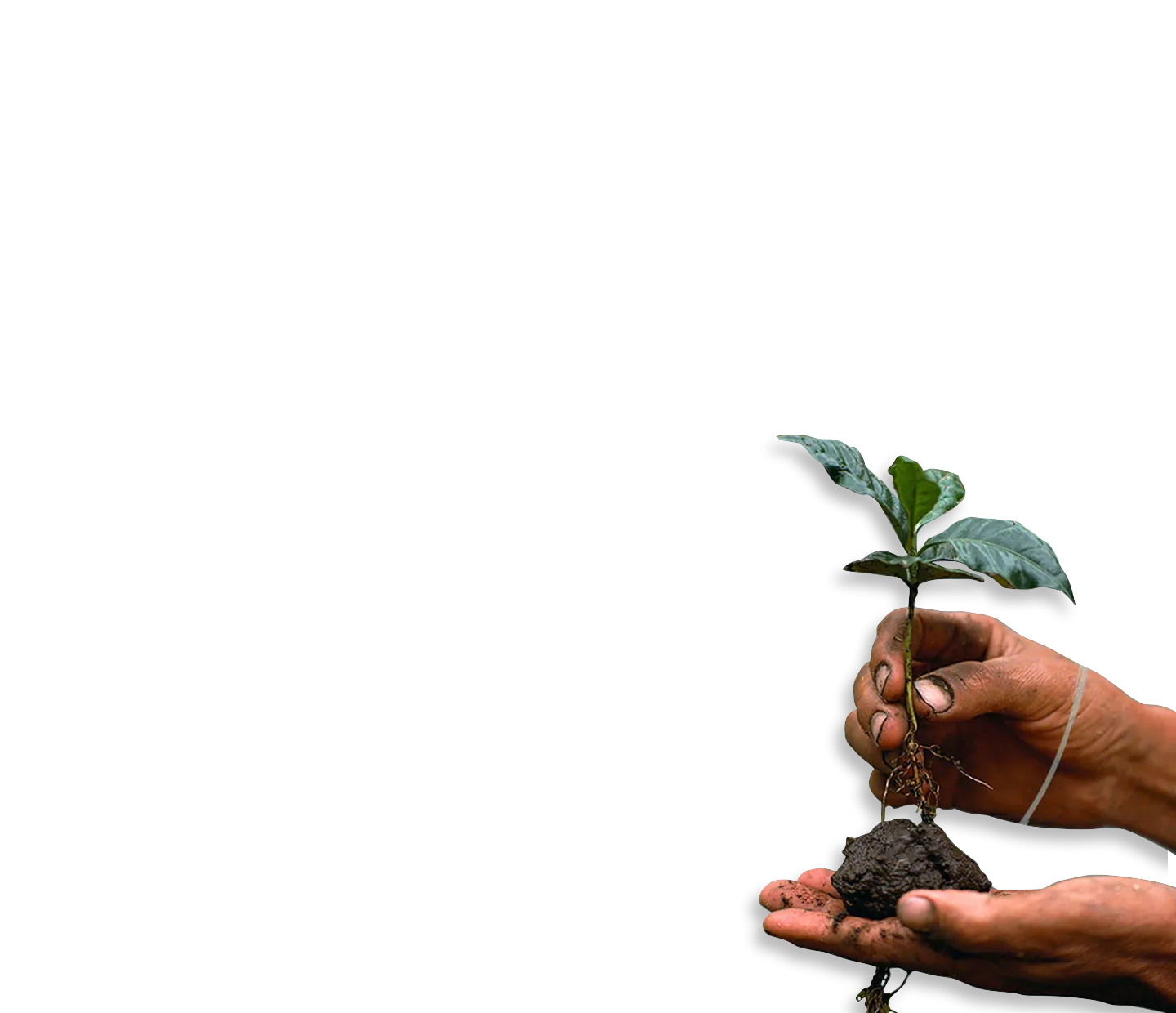 Rainforest Alliance partnership