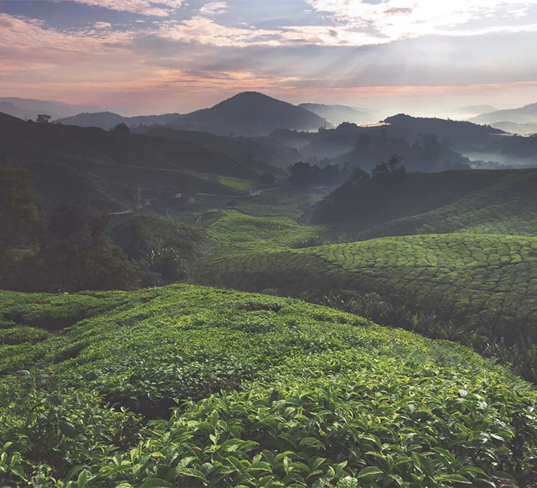Paysage avec des plants de café