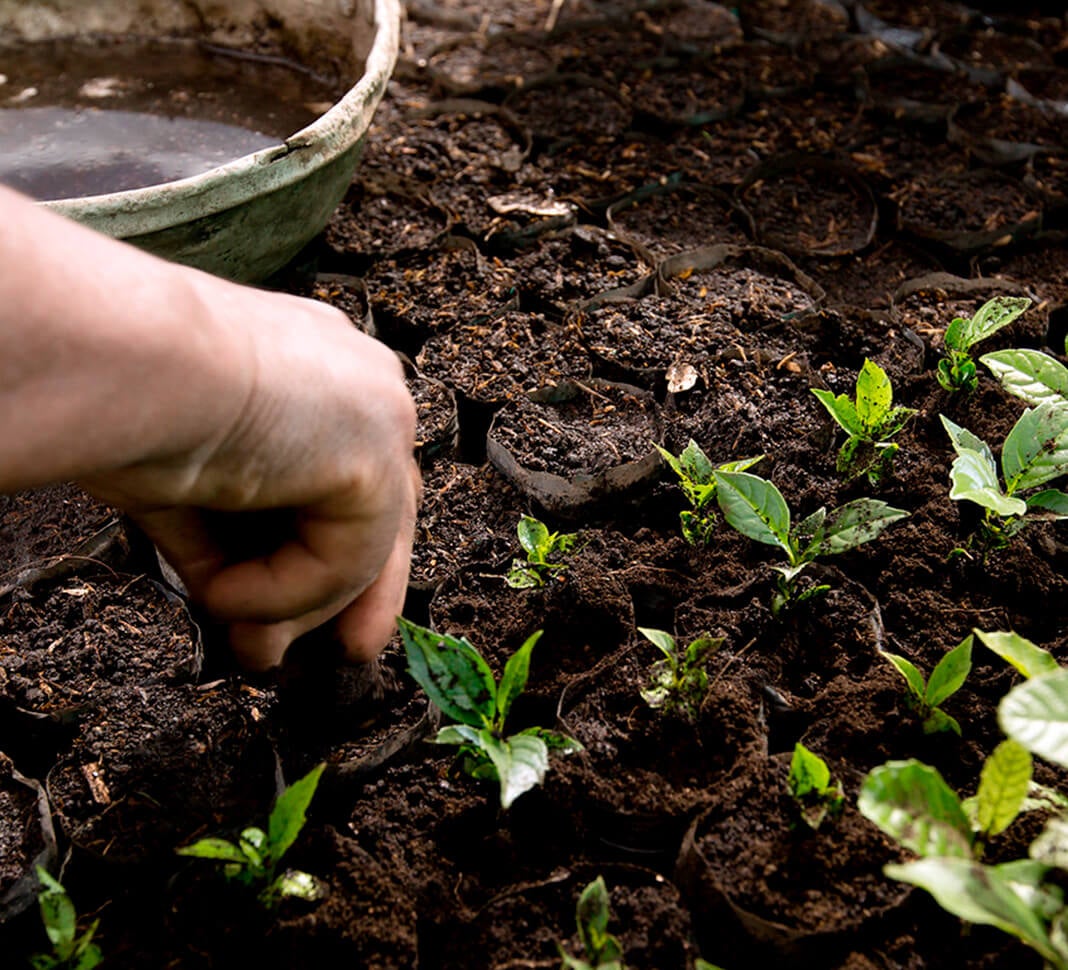Planting young coffee plants