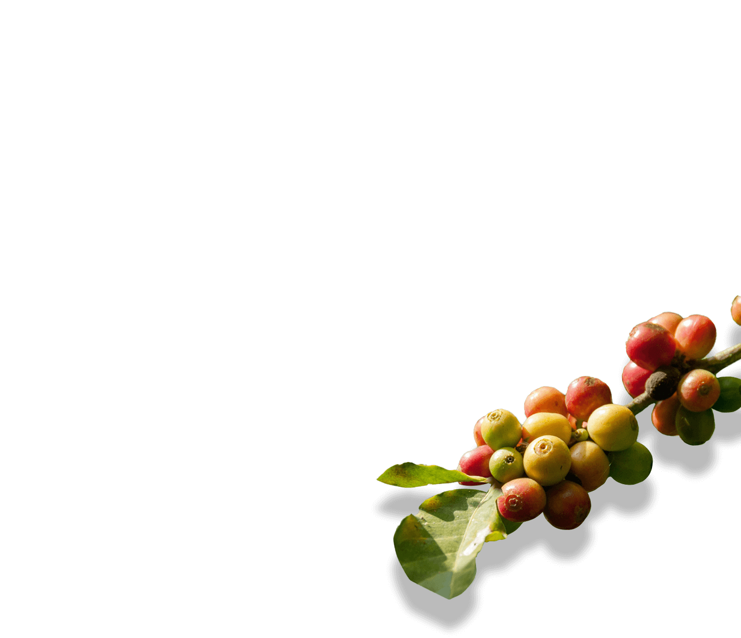 Coffee cherries on a branch