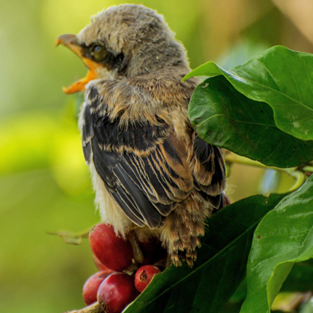 Богатата история на кафето
