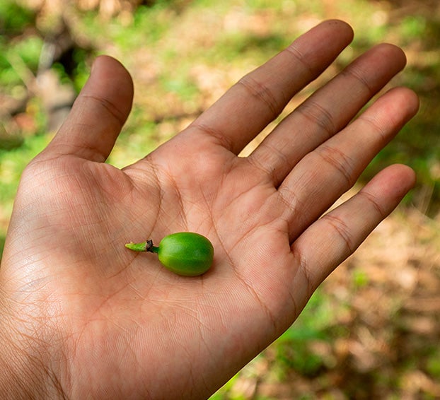 planting a coffee plant