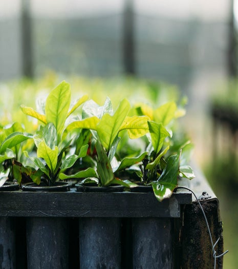 COLHEITA Empreendedorismo