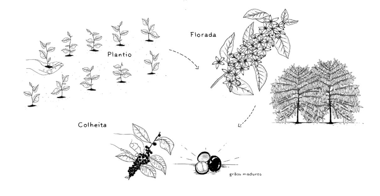 COLHEITA Natureza