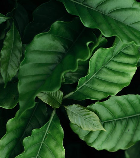 COLHEITA bonificacao