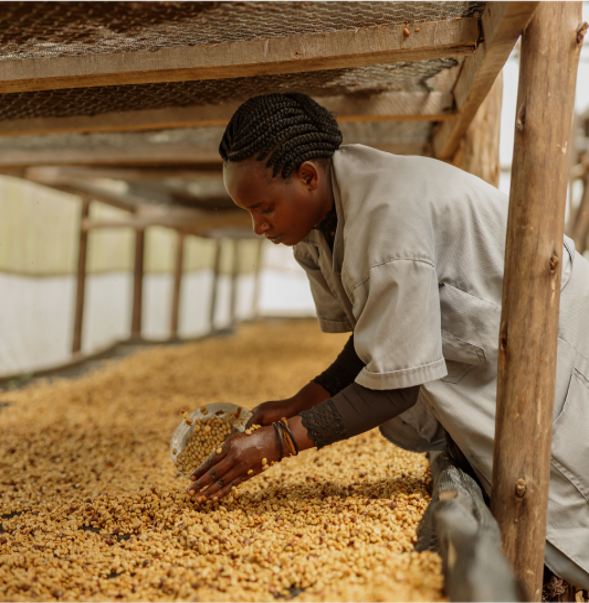 Café de torra escura
