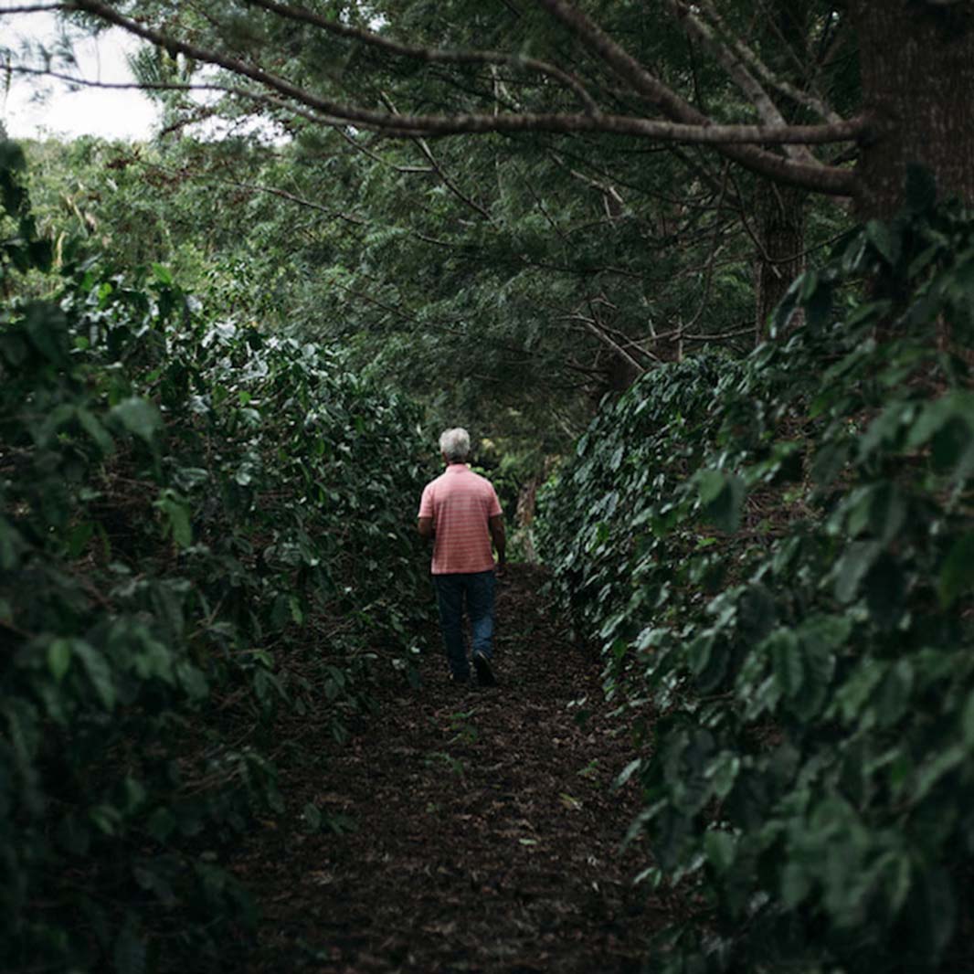 ORIGENS Chapada Carrossel 