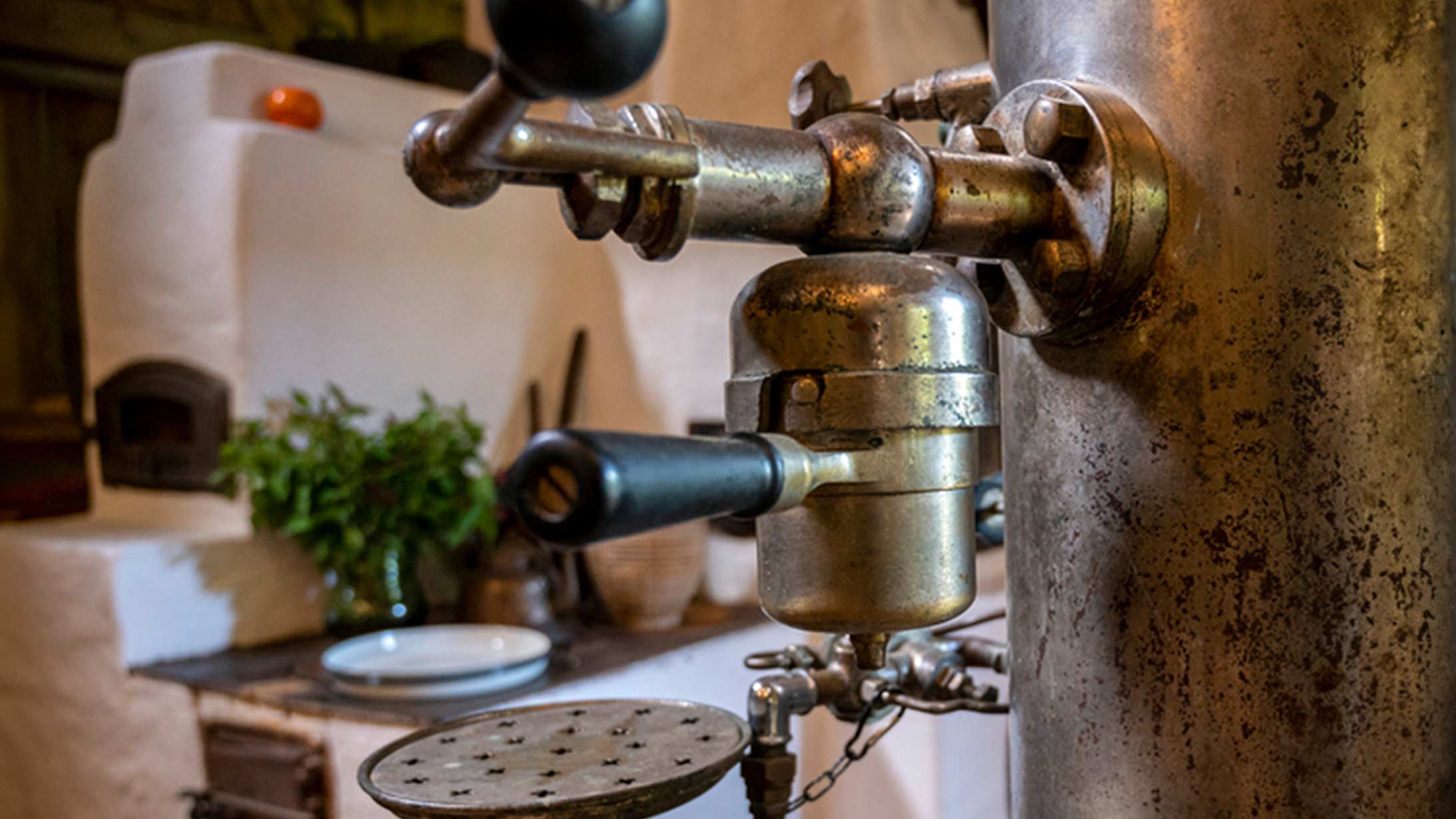 Estrutura do grão de café